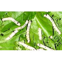Silkworms Bombyx mori 15 Medium Silkworms Silkworms Bombyx mori 15 Medium Silkworms